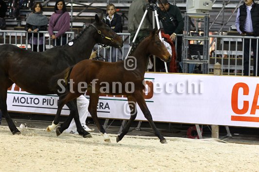 PAN CARRE_MILANO_2010_SS3_8362.jpg